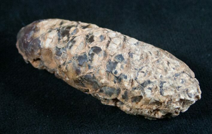 Agatized Fossil Pine (Seed) Cone From Morocco #8101